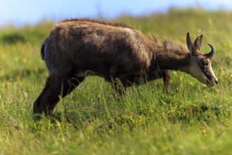 A chamois grazing on a lush meadow under a blue sky, chamois, chamois, (Rupicapra rupicaprae),