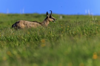 A chamois chewing on a green meadow under a blue sky, chamois, chamois, (Rupicapra rupicaprae),