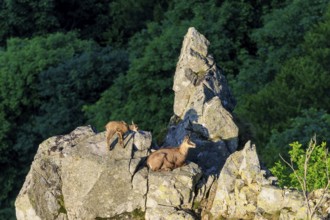 Two chamois resting on a rocky outcrop in the forest, chamois, chamois, (Rupicapra rupicaprae),