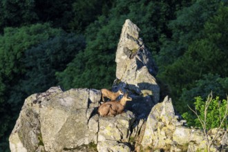 Two goats on a rocky outcrop in the forest at dusk, chamois, chamois, (Rupicapra rupicaprae),