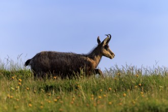 A chamois crosses a meadow against the blue sky, chamois, chamois, (Rupicapra rupicaprae),