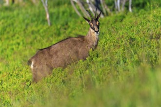 Wild goat standing attentively on a green meadow surrounded by vegetation, chamois, chamois,