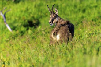 Goat sitting relaxed on green meadow, chamois, chamois, (Rupicapra rupicaprae), wildlife, Vosges,
