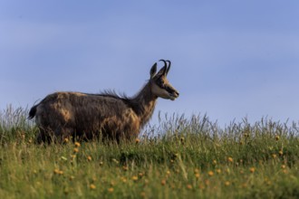 A chamois stands in a meadow with yellow flowers and looks into the distance, chamois, chamois,