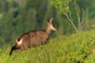 Goat moving on a green slope, chamois, chamois, (Rupicapra rupicaprae), wildlife, Vosges, France