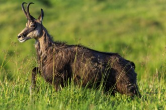 Goat walking through high grass on green meadow, chamois, chamois, (Rupicapra rupicaprae),