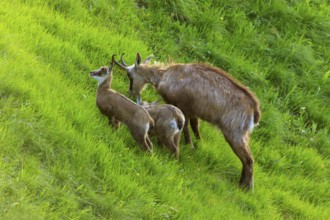 Chamois with two young animals on a green meadow, chamois, chamois, (Rupicapra rupicaprae),