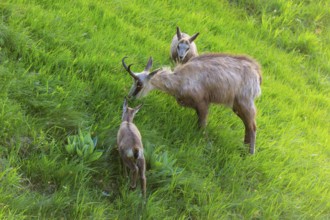 An adult chamois sniffing a young animal in the meadow, chamois, chamois, (Rupicapra rupicaprae),