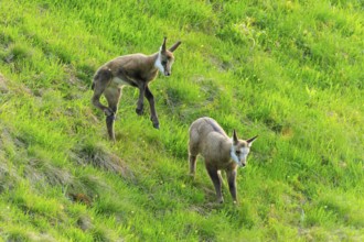 Two fawns standing on a green meadow, chamois, chamois, (Rupicapra rupicaprae), wildlife, Vosges,