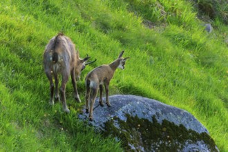 A chamois and her fawn standing on a moss-covered rock in a green meadow under sunshine, chamois,