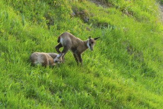 Two fawns on a green meadow, one resting, the other standing, chamois, (Rupicapra rupicaprae),