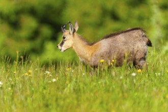 A young chamois on a flowering meadow in spring, chamois, chamois, (Rupicapra rupicaprae),