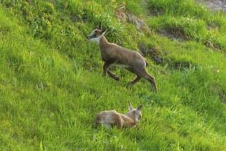 A fawn running across the meadow while the other is resting, chamois, chamois, (Rupicapra