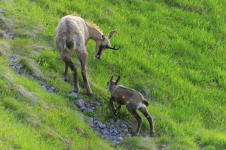 Young chamois following its mother on a stony, green slope, chamois, chamois, (Rupicapra