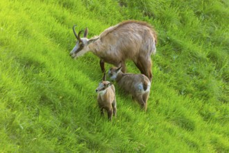 Two young chamois and their mother standing on a lush meadow, chamois, chamois, (Rupicapra