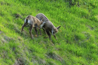 Two small chamois are playing on a green meadow, chamois, chamois, (Rupicapra rupicaprae),