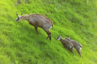 Two young chamois follow their mother up a green slope, chamois, chamois, (Rupicapra rupicaprae),
