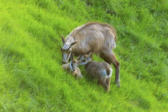 Chamois family grazing on a lush green meadow in natural surroundings, chamois, chamois, (Rupicapra