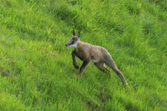 A young animal runs across the green meadow full of energy, chamois, chamois, (Rupicapra