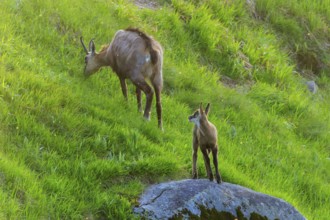 A young animal observes the surroundings while the chamois eats grass, chamois, chamois, (Rupicapra