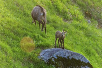 A young animal stands on a rock while the chamois grazes in the grass, chamois, chamois, (Rupicapra