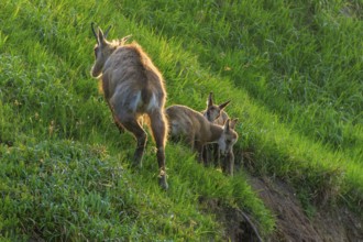 A chamois with two young on a green meadow in springtime, chamois, chamois, (Rupicapra rupicaprae),