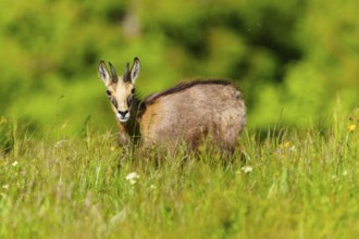 A young chamois, attentive on a blooming spring meadow, chamois, chamois, (Rupicapra rupicaprae),