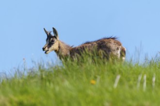 Young chamois in a meadow against the blue sky, chamois, chamois, (Rupicapra rupicaprae), wildlife,