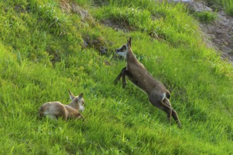 A fawn makes a jump while the other one is resting on the meadow, chamois, chamois, (Rupicapra