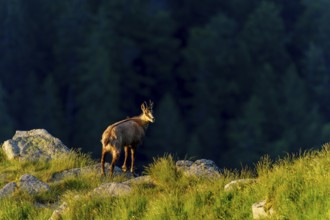 Chamois standing on rocks with dark forest in the background, chamois, chamois, (Rupicapra