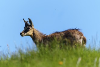 Chamois standing on a green meadow under a blue sky, photographed in profile, chamois, chamois,