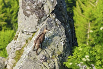 Chamois climbing on a large rock surrounded by green forest, chamois, chamois, (Rupicapra