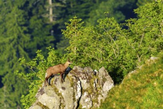 Chamois standing on a rocky outcrop in the forest, chamois, chamois, (Rupicapra rupicaprae),