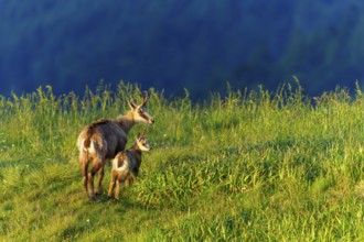 Chamois mother and young on a green meadow in the evening light, chamois, chamois, (Rupicapra