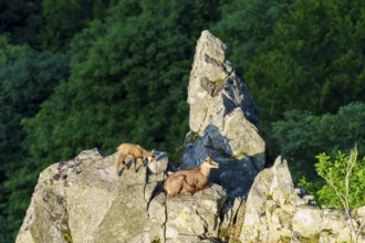 Two chamois on a craggy cliff edge, surrounded by shady forest, chamois, chamois, (Rupicapra