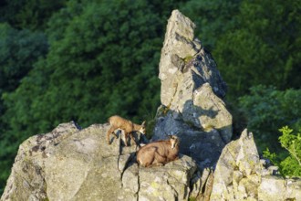 Pair of chamois on a prominent rock in front of a dark forest with shadows, chamois, chamois,