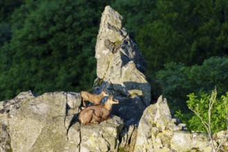 Two chamois on a rock, surrounded by forest, in harmony, chamois, chamois, (Rupicapra rupicaprae),