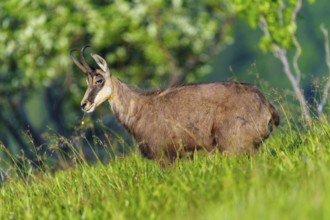 A chamois stands in the green grass in a natural environment, chamois, chamois, (Rupicapra