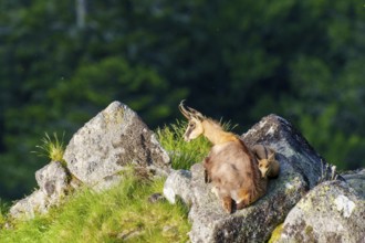 A chamois lies quietly on rocks in a lush green mountain landscape, chamois, chamois, (Rupicapra