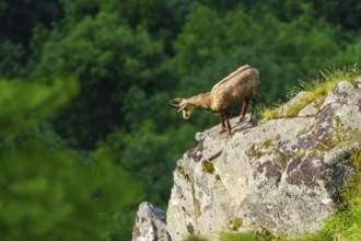 Chamois standing or jumping on a rock with dense forest in the background, chamois, chamois,
