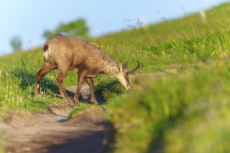 Chamois on a path between green meadows in search of food, chamois, chamois, (Rupicapra