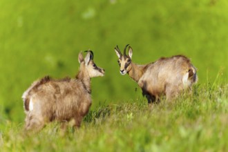 Two chamois look peacefully into the picture on a sloping green meadow, chamois, chamois,