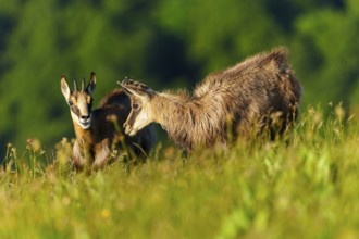 Two chamois grazing in the middle of a flowering meadow landscape, chamois, chamois, (Rupicapra