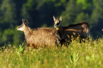 Two chamois standing attentively on a flowering meadow, chamois, chamois, (Rupicapra rupicaprae),