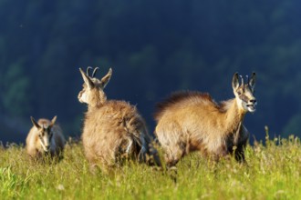 Three chamois looking in different directions on a green meadow, chamois, chamois, (Rupicapra