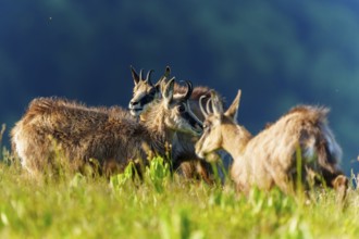 Three chamois standing together on a lush meadow, chamois, chamois, (Rupicapra rupicaprae),