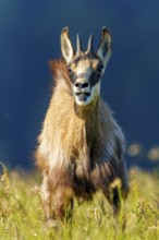 A single chamois stands in a meadow and looks curiously into the camera, chamois, chamois,