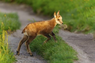 A young fawn on a path between lush, green meadows in spring, chamois, chamois, (Rupicapra