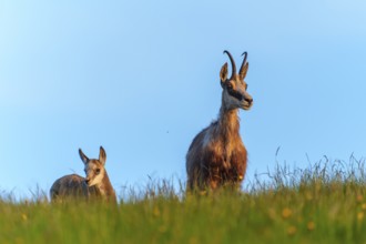 An adult chamois with her young stands attentively on a green meadow, chamois, chamois, (Rupicapra