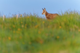 A young fawn on a lush green meadow in spring, chamois, chamois, (Rupicapra rupicaprae), wildlife,